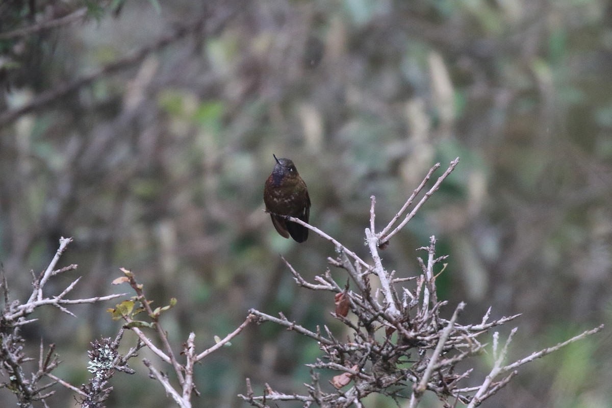 Violet-throated Metaltail - ML616899302