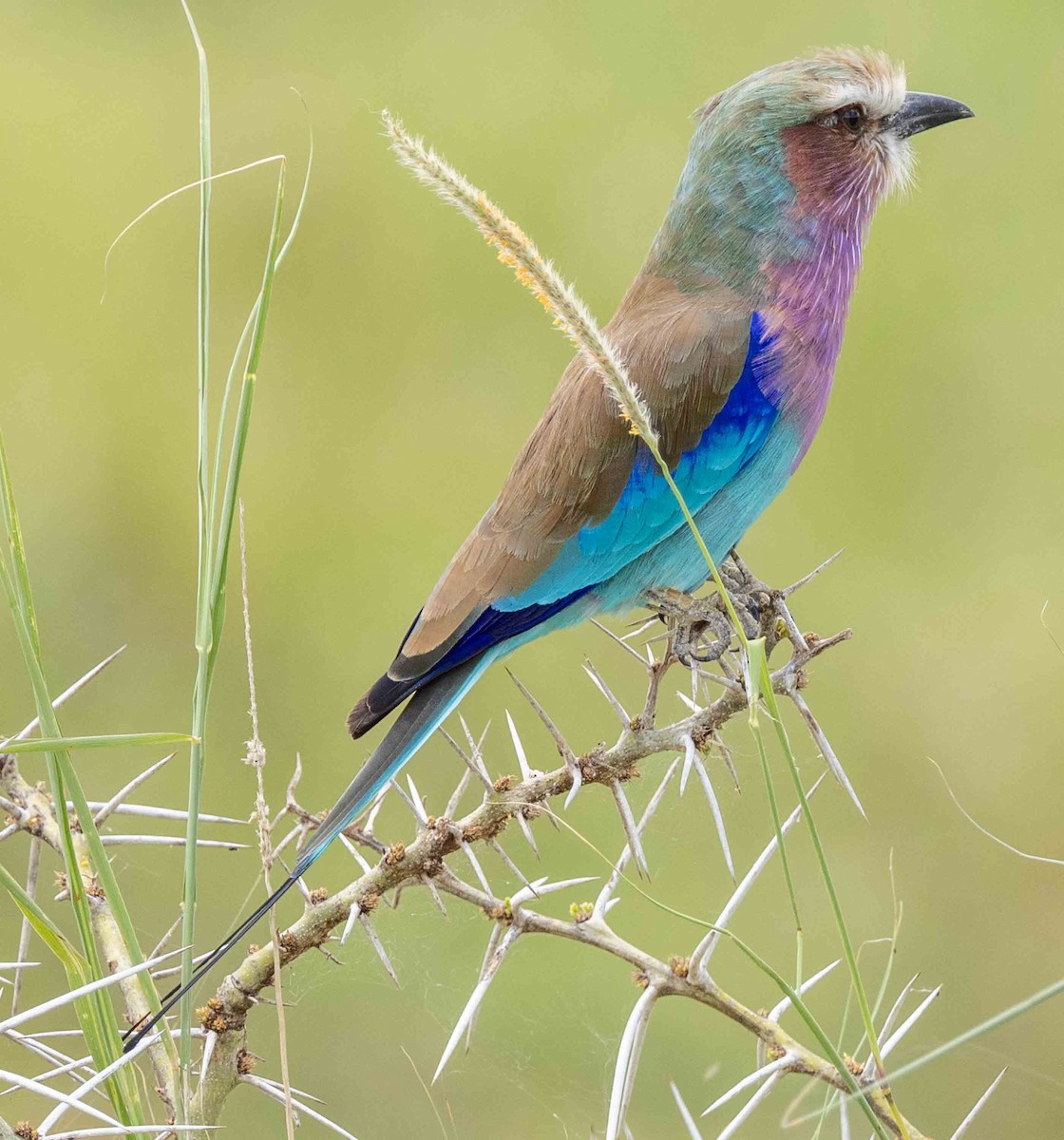 Lilac-breasted Roller - ML616899306