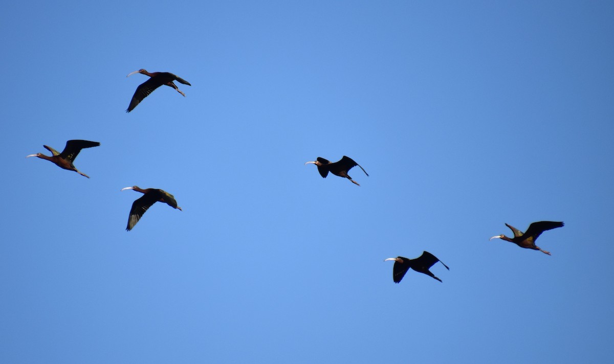 White-faced Ibis - ML616899311