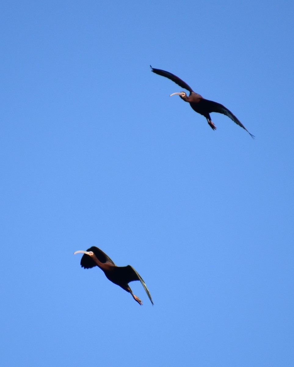 White-faced Ibis - ML616899312