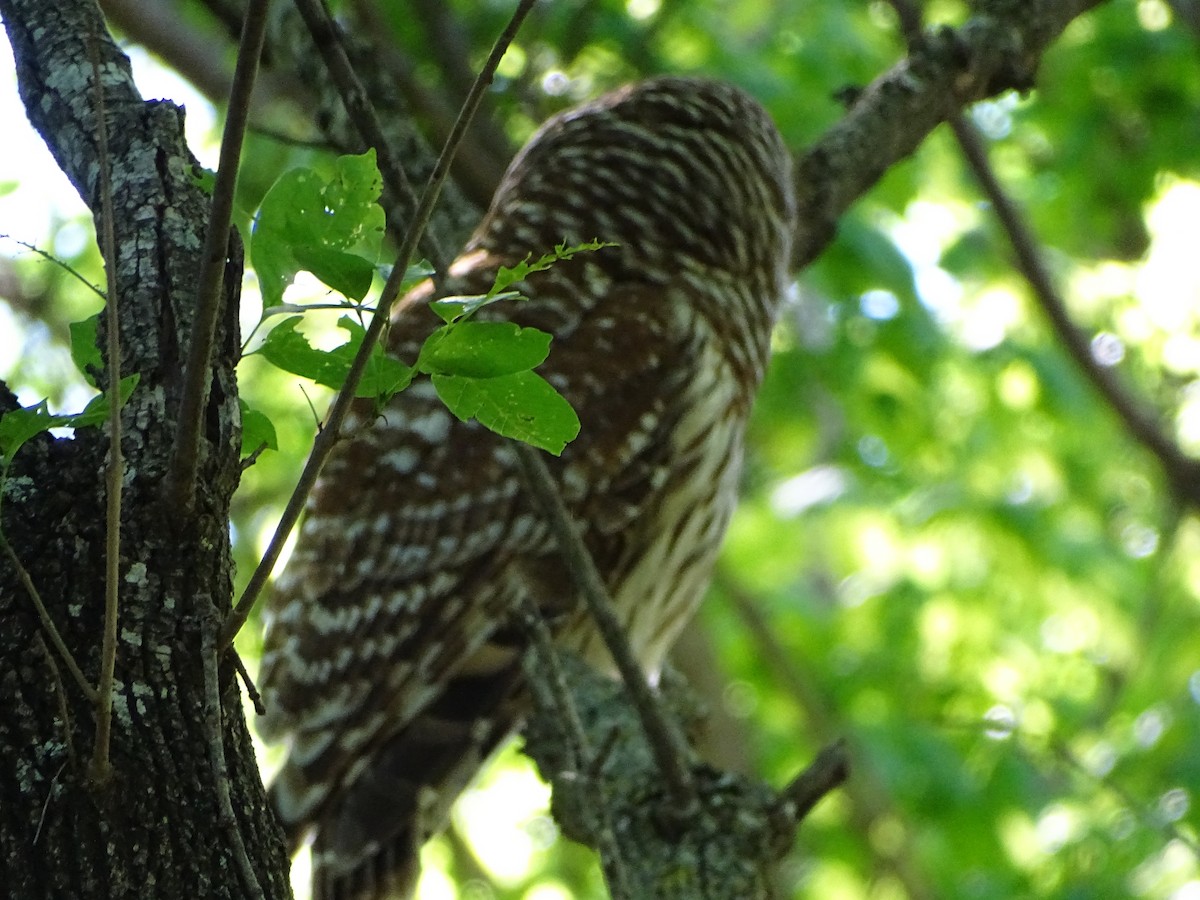 Barred Owl - ML616899325