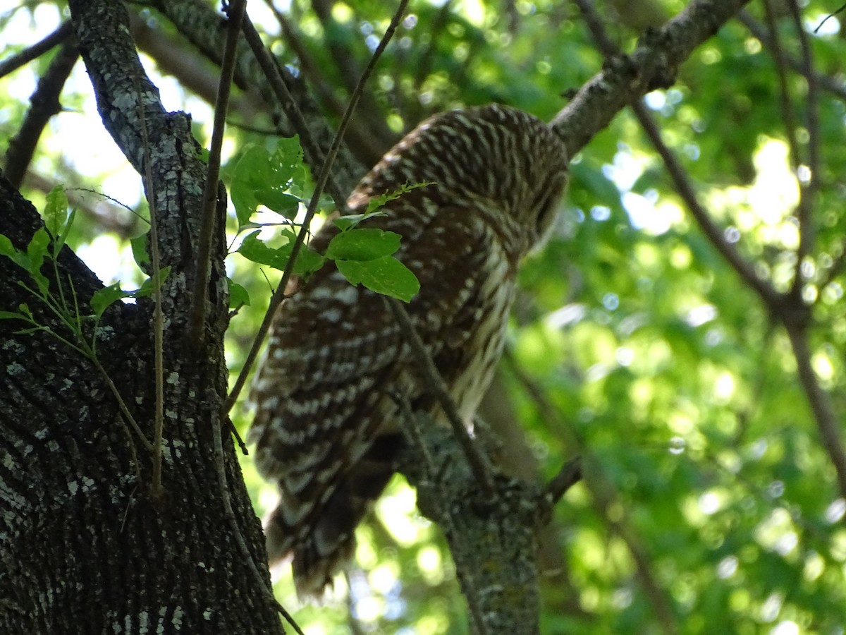 Barred Owl - ML616899326