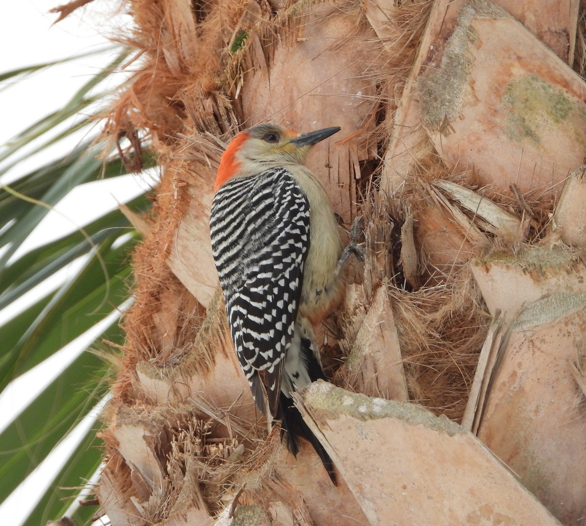Red-bellied Woodpecker - ML616899345