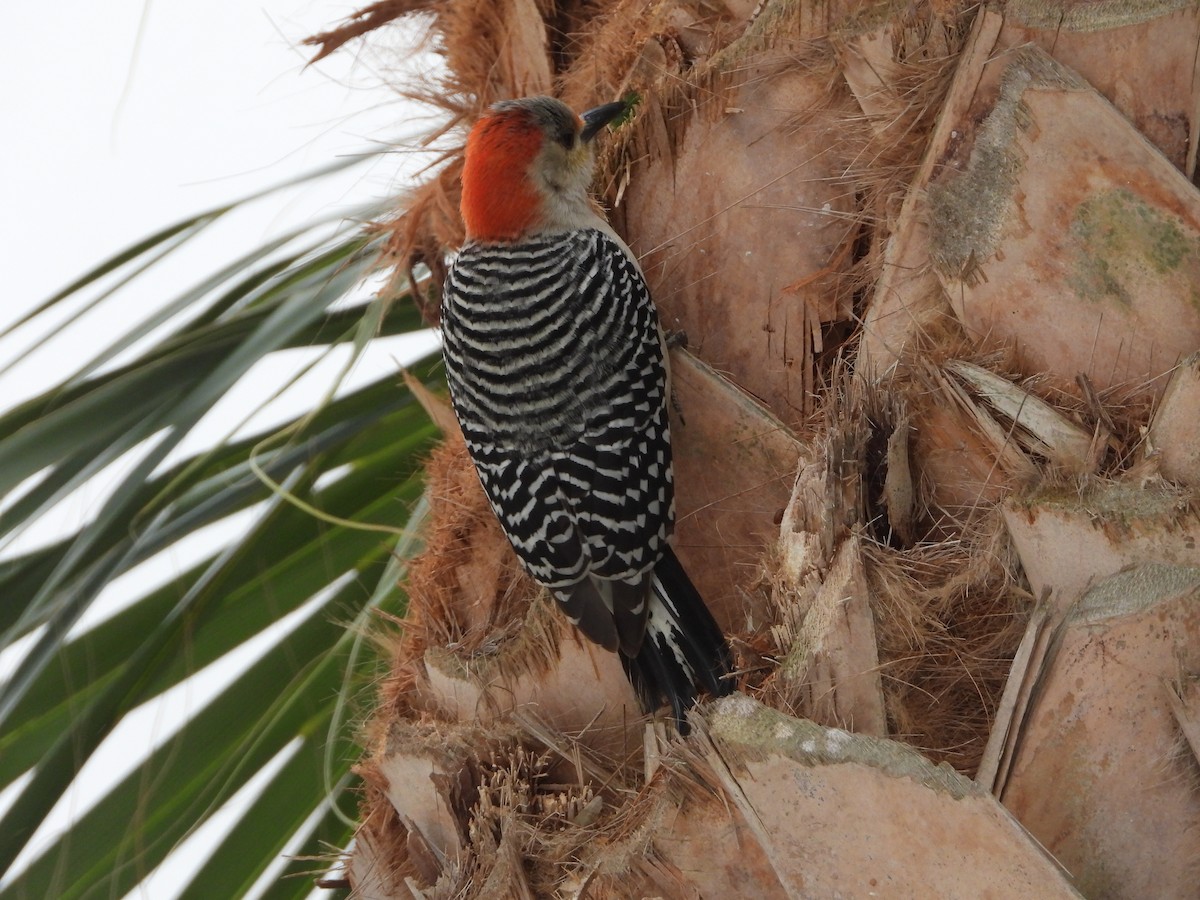 Red-bellied Woodpecker - ML616899347