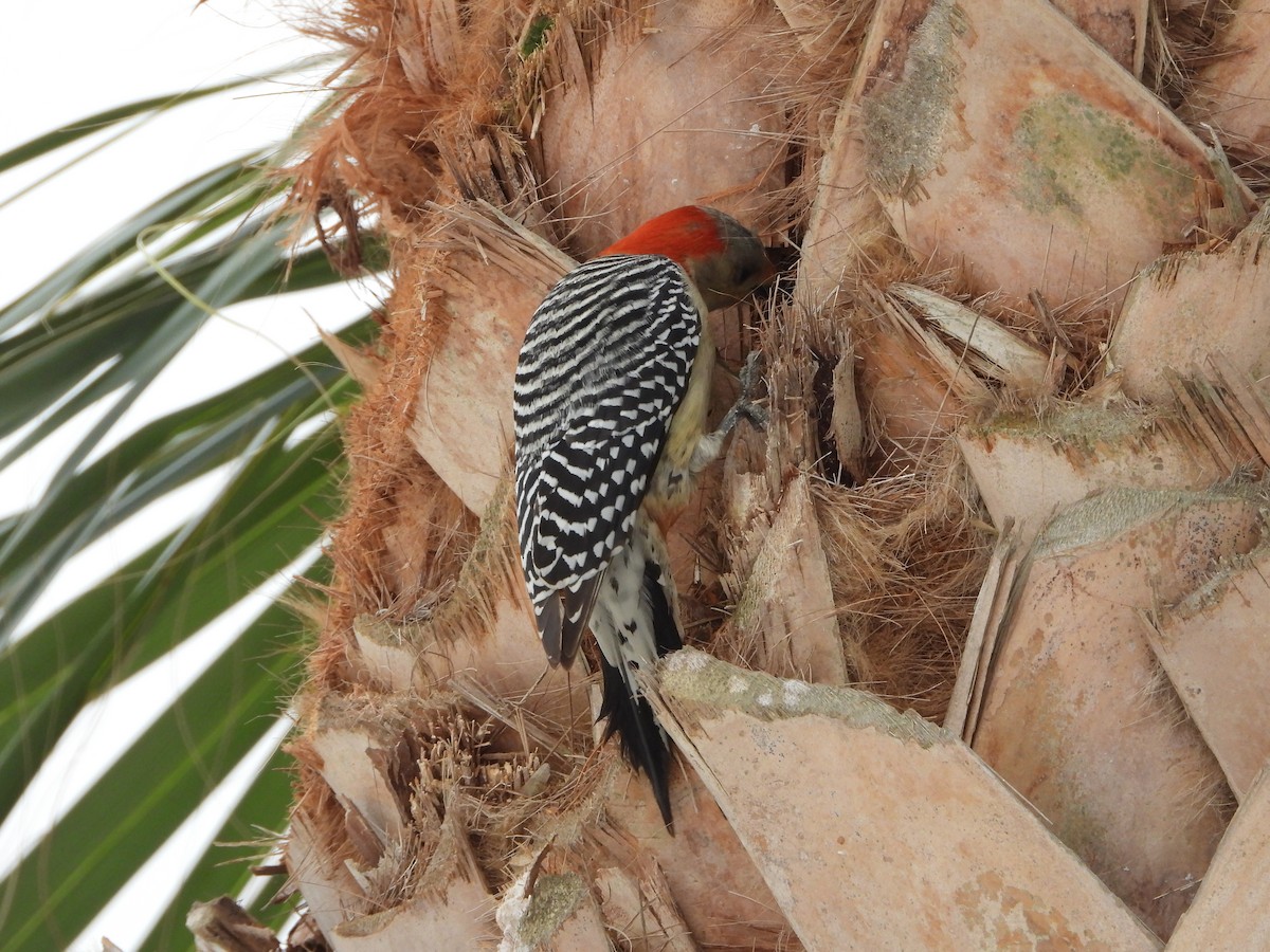 Red-bellied Woodpecker - ML616899348