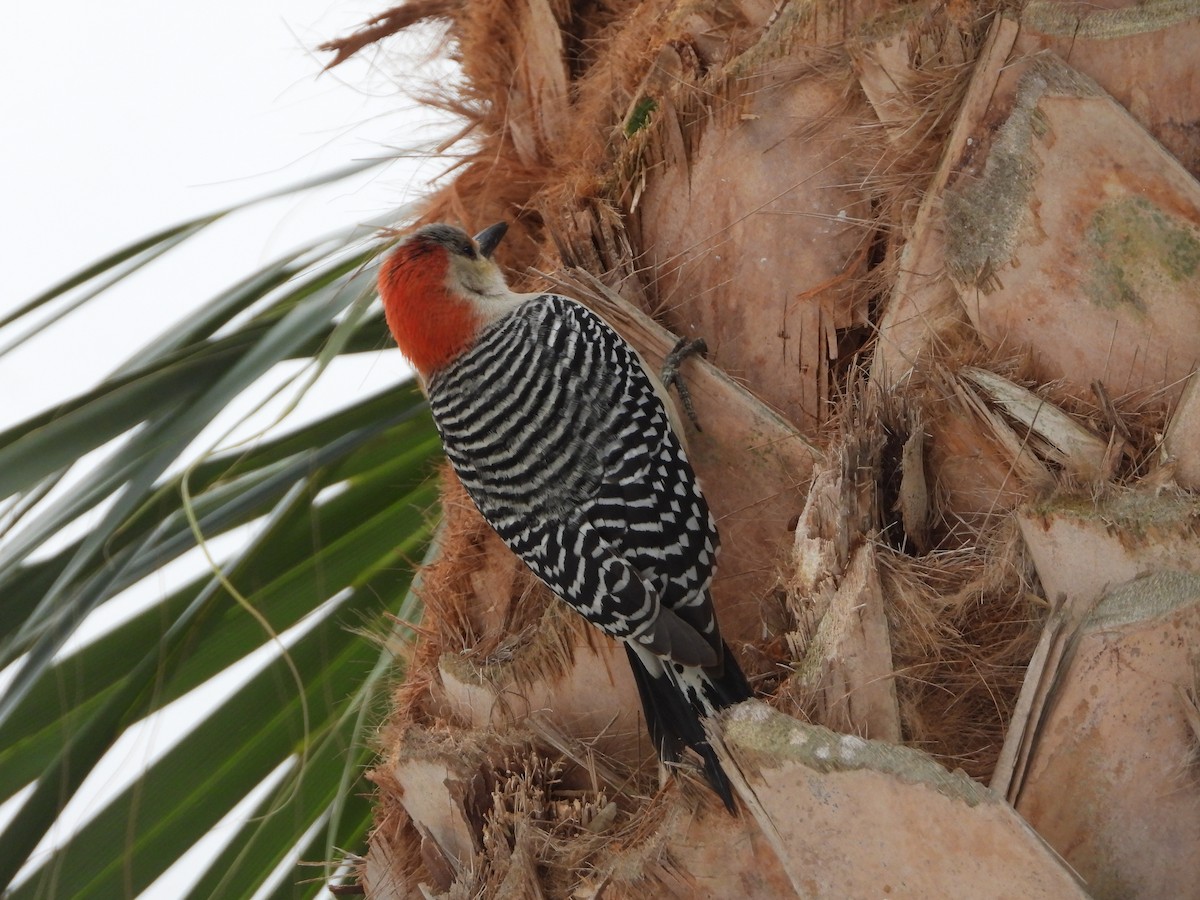Red-bellied Woodpecker - ML616899349