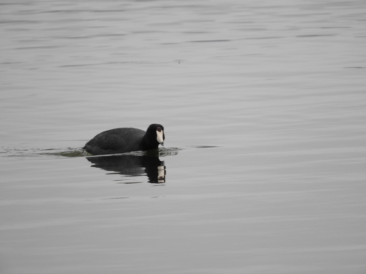 American Coot - ML616899404