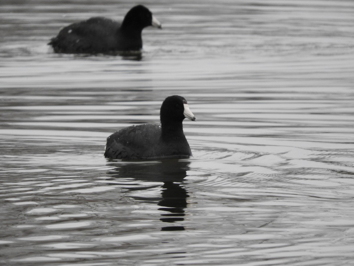 American Coot - Max Sloan