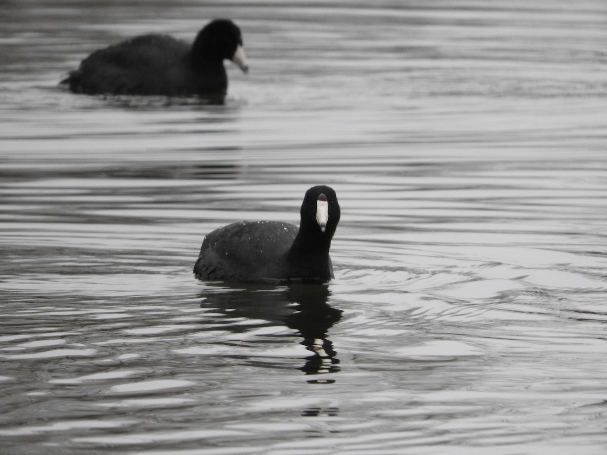 American Coot - Max Sloan