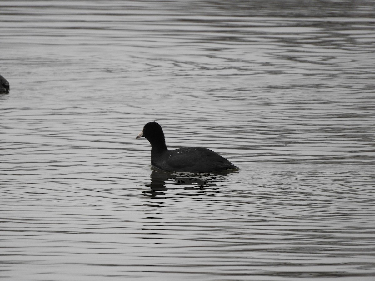 American Coot - ML616899409