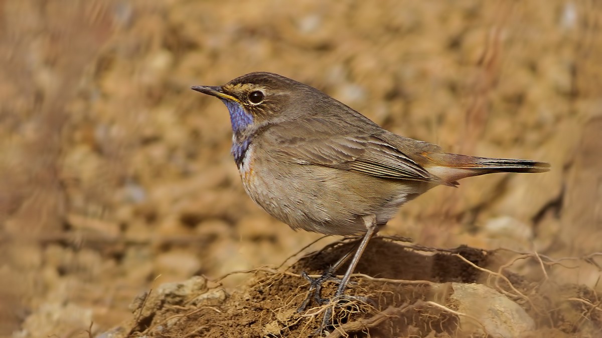 blåstrupe (cyanecula/namnetum) - ML616899427