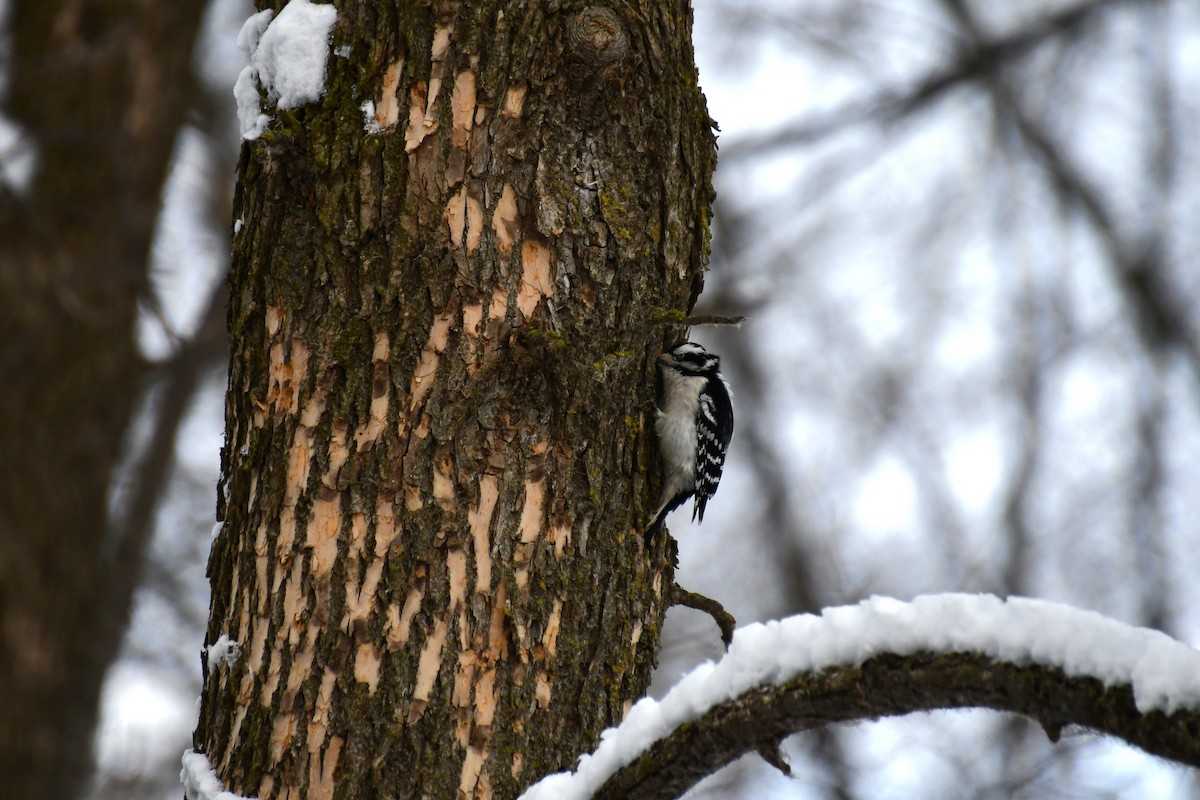 Downy Woodpecker - ML616899434