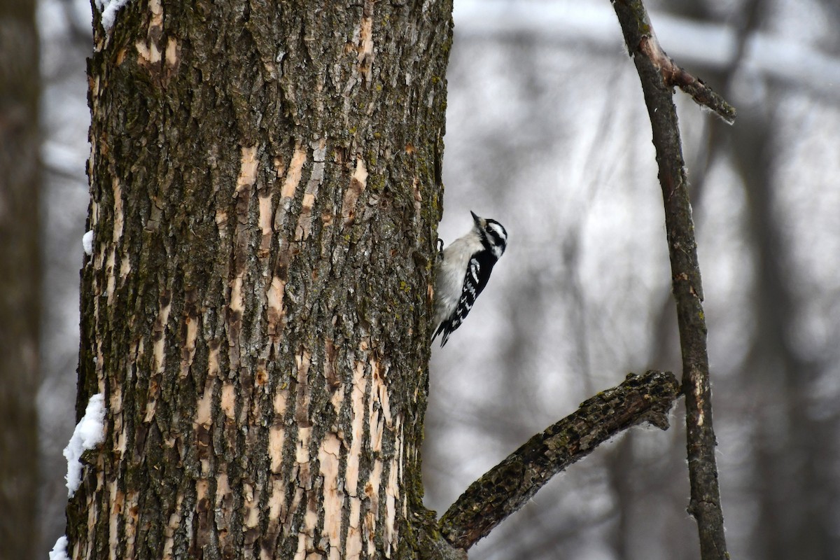 Downy Woodpecker - ML616899435