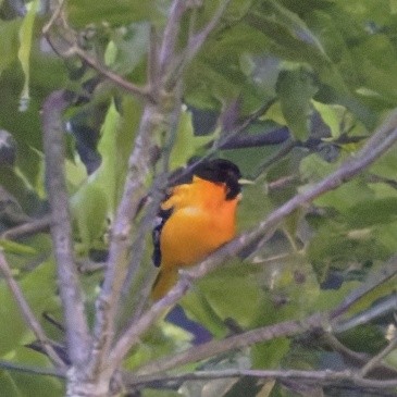 Baltimore Oriole - ML616899458