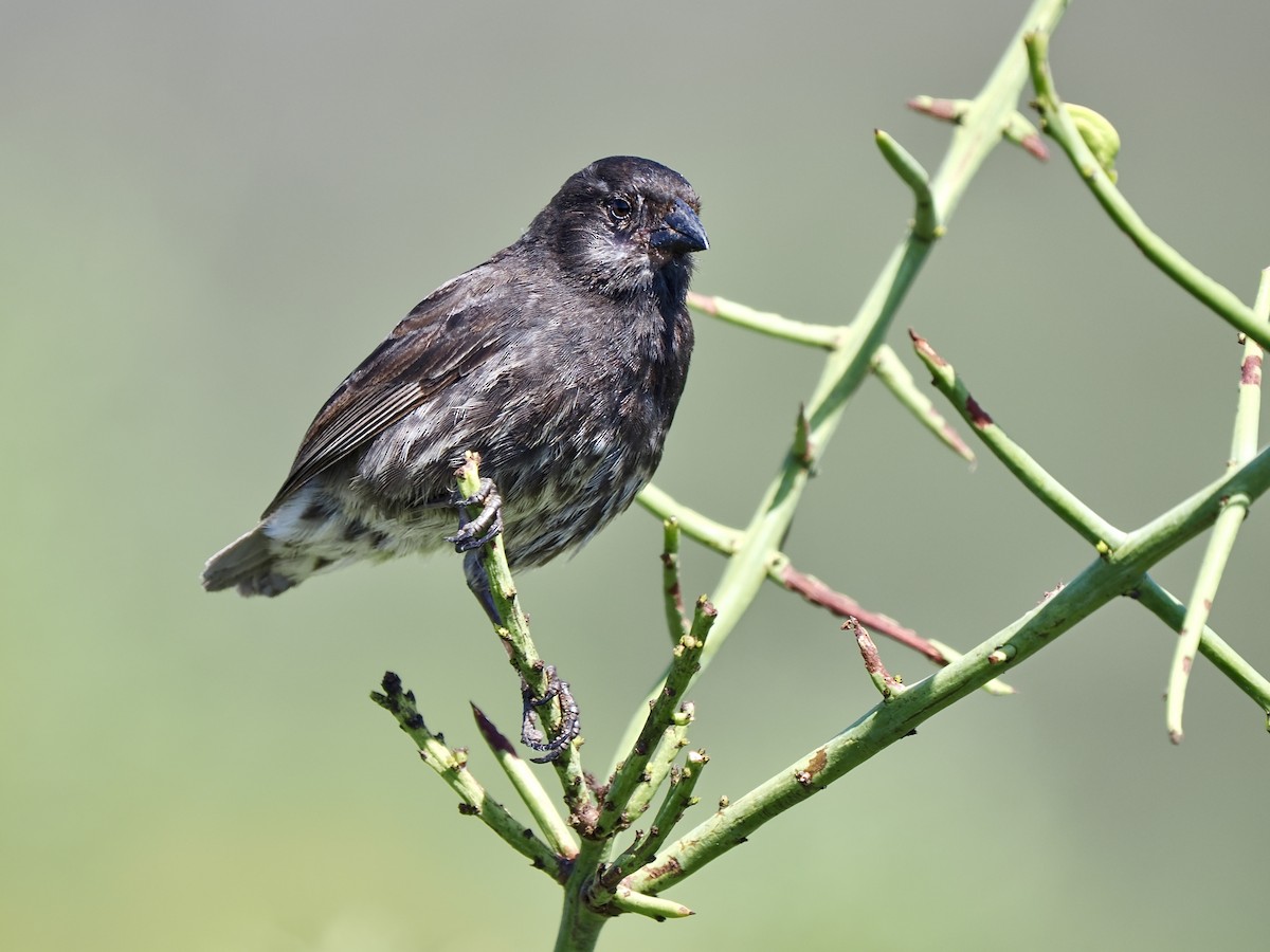 Small Ground-Finch - ML616899468