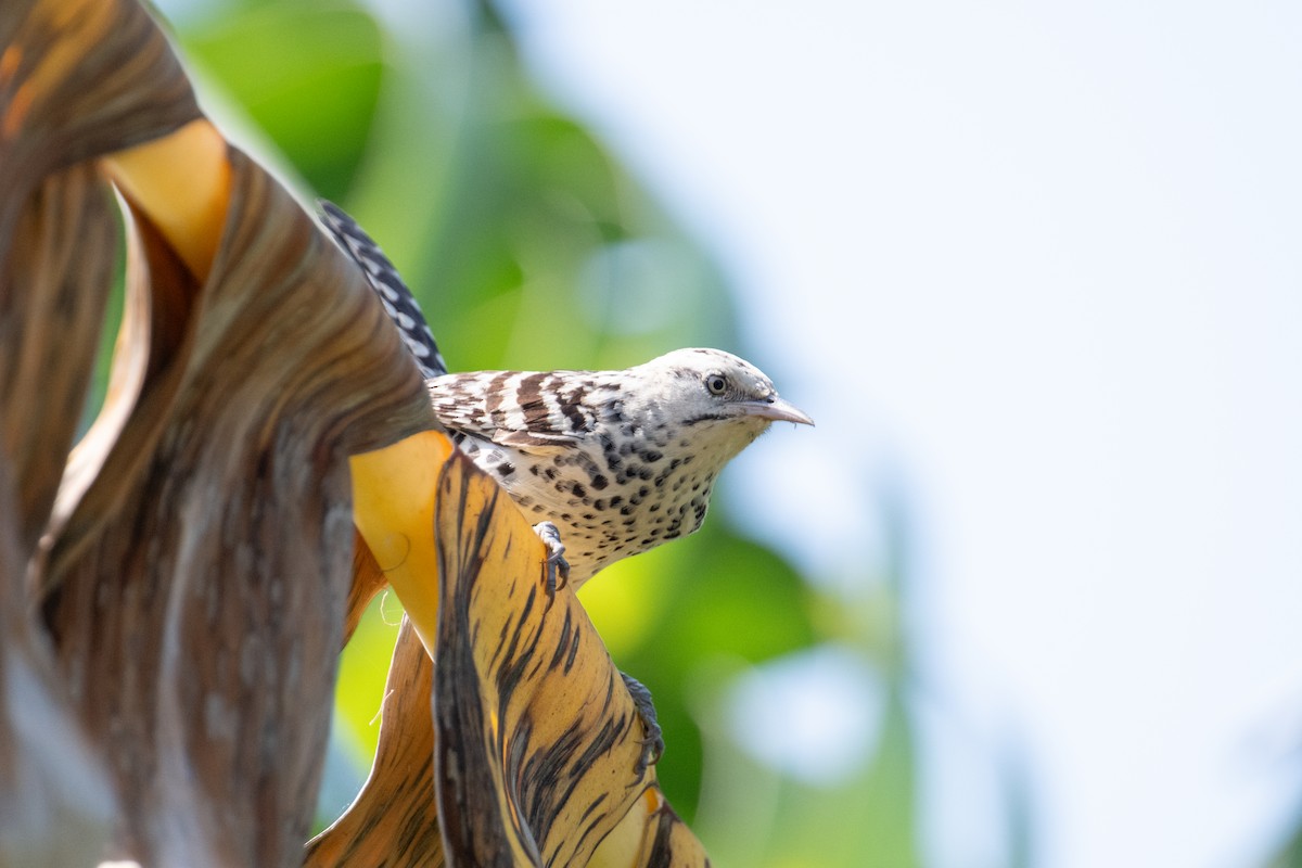 Stripe-backed Wren - ML616899492