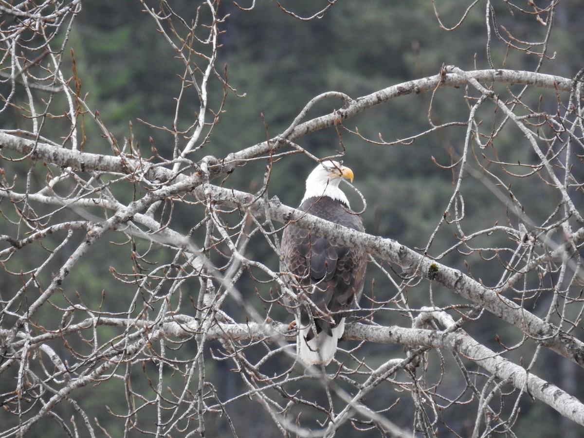 Bald Eagle - ML616899537