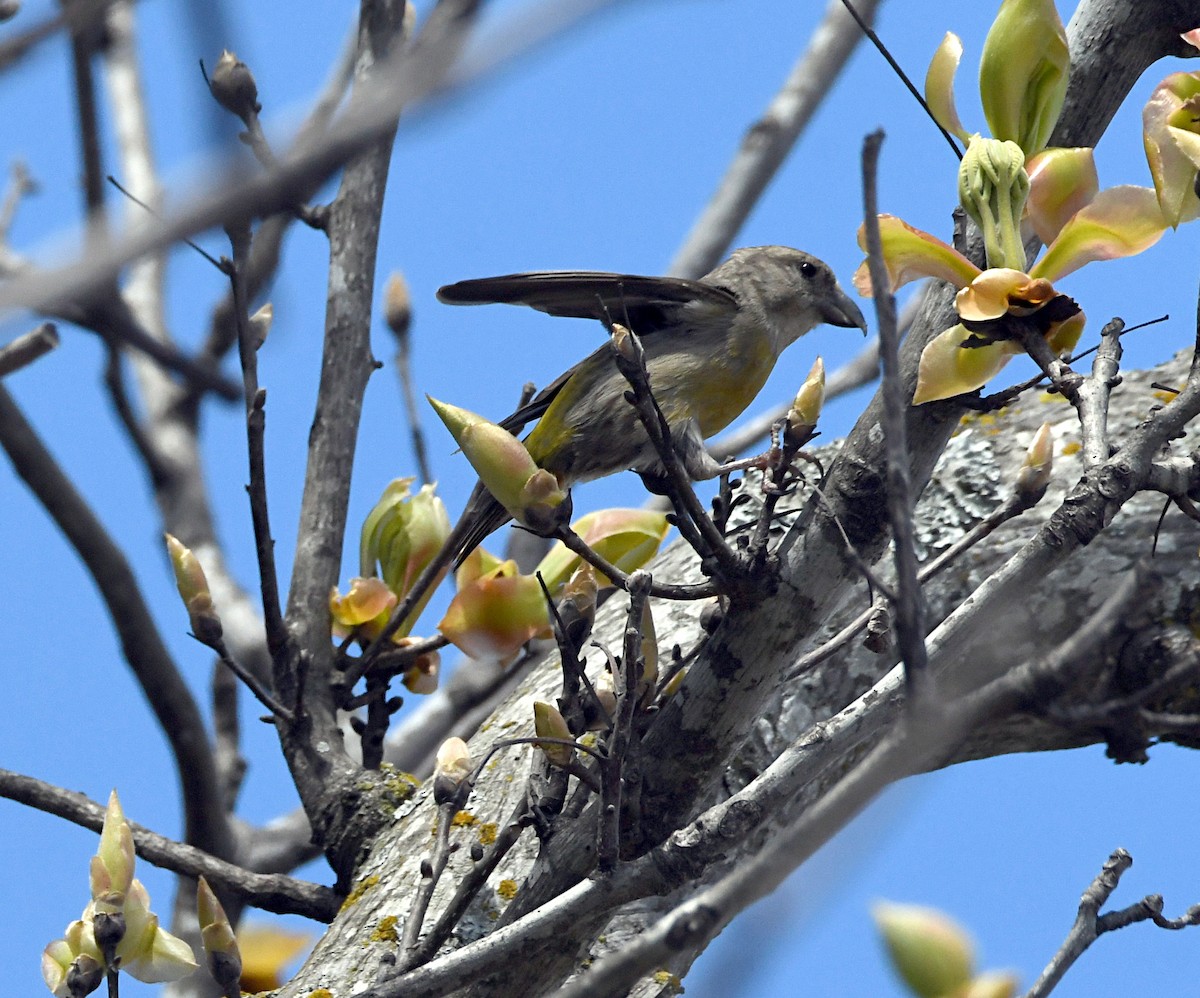 Red Crossbill - ML616899578