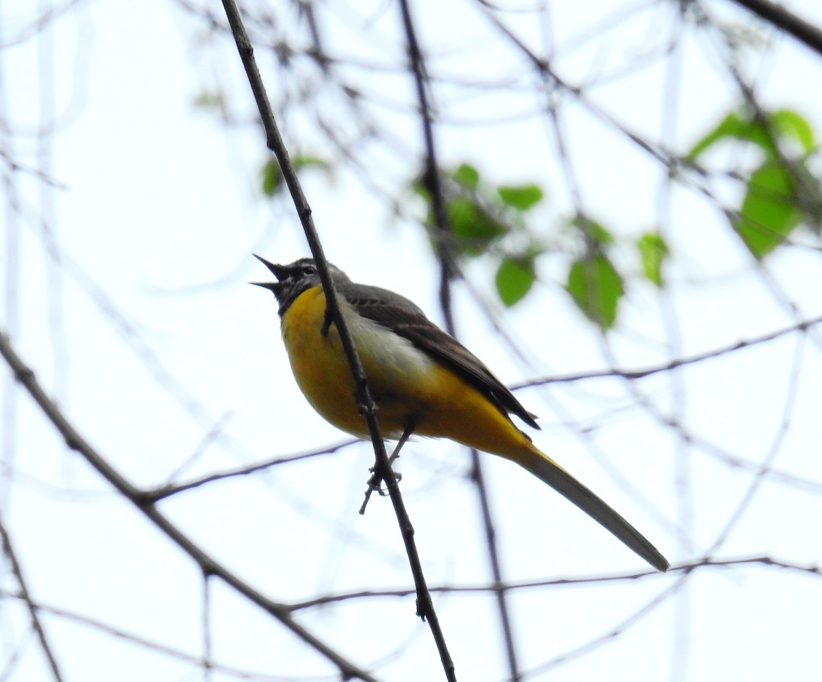 Gray Wagtail - ML616899589