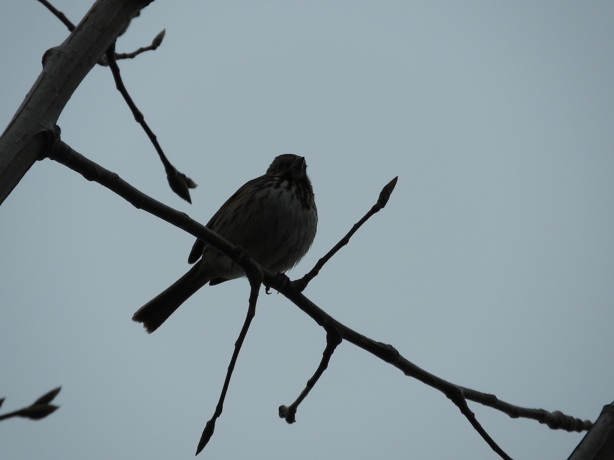 Song Sparrow - Max Sloan