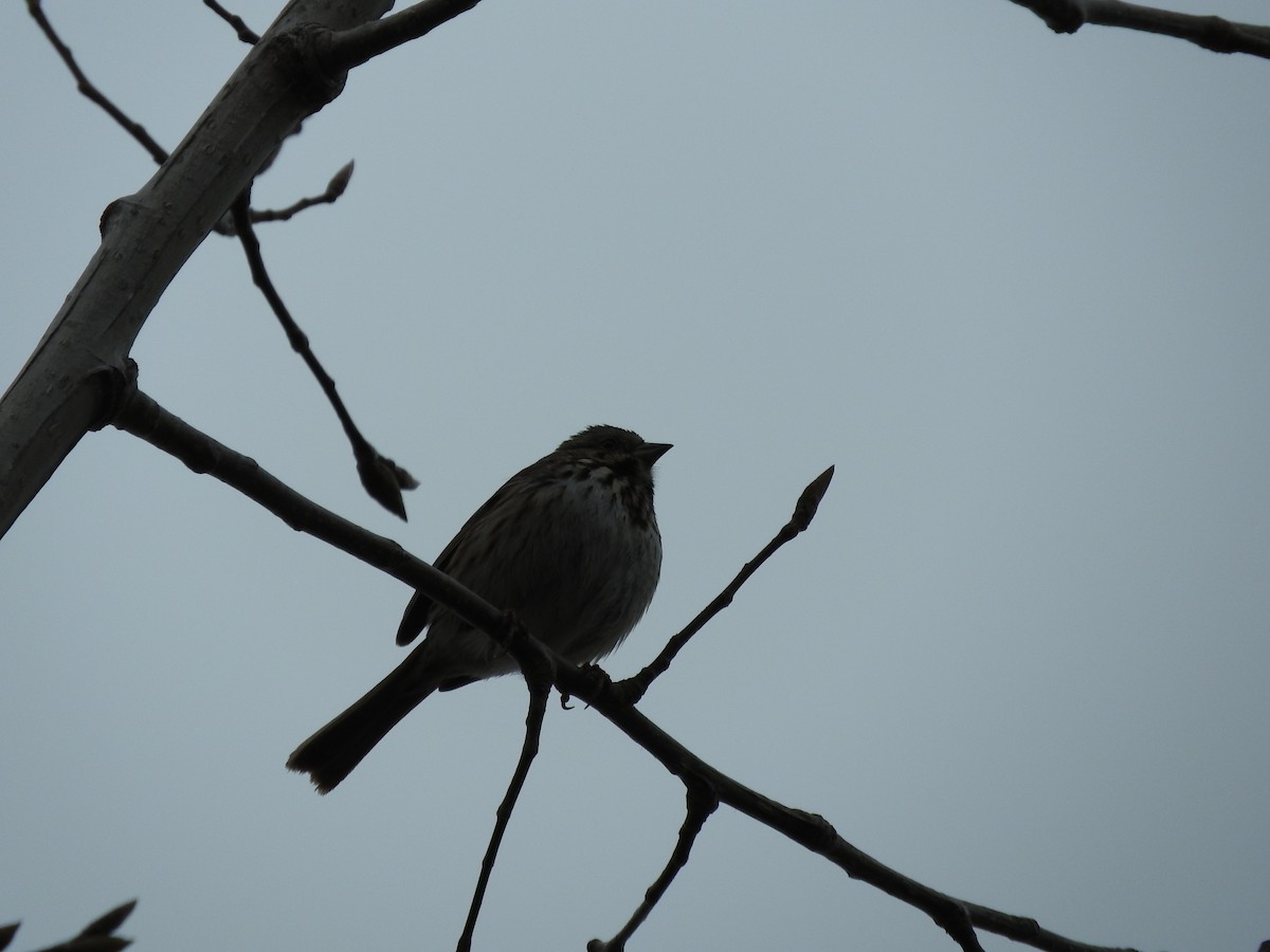 Song Sparrow - ML616899622