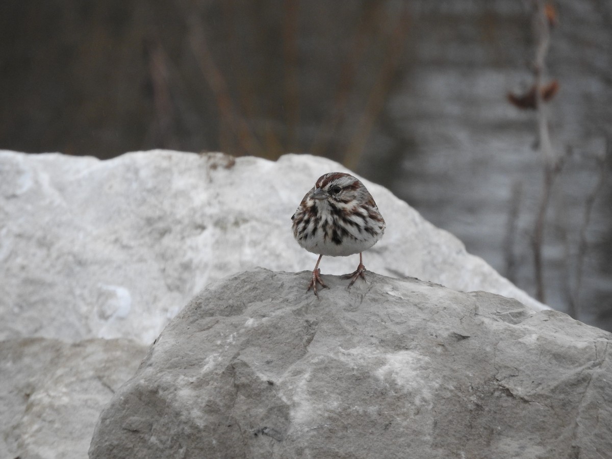 Song Sparrow - ML616899630