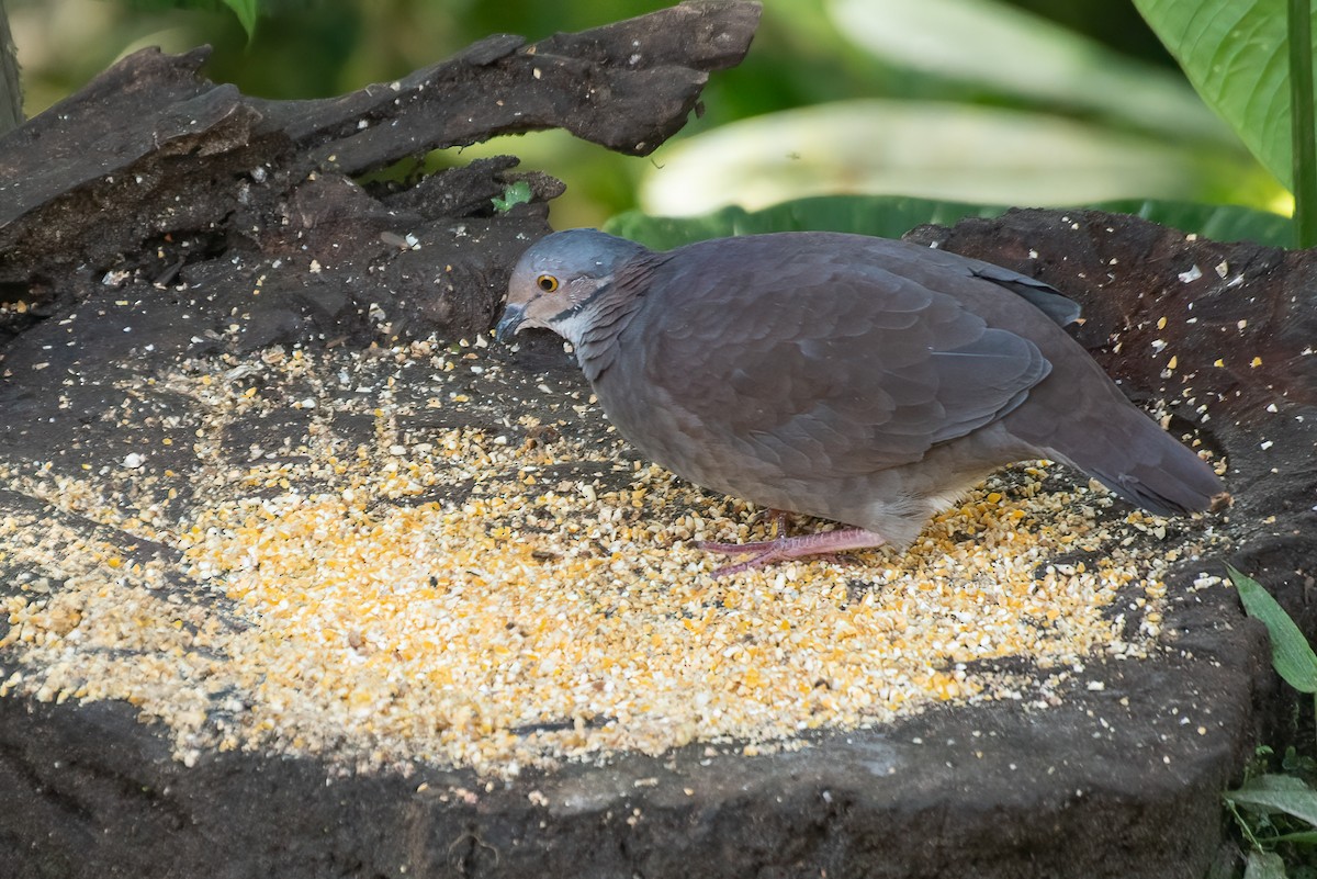 White-throated Quail-Dove - ML616899650