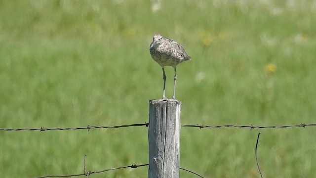 בבואן קרום-אצבעות - ML616899655