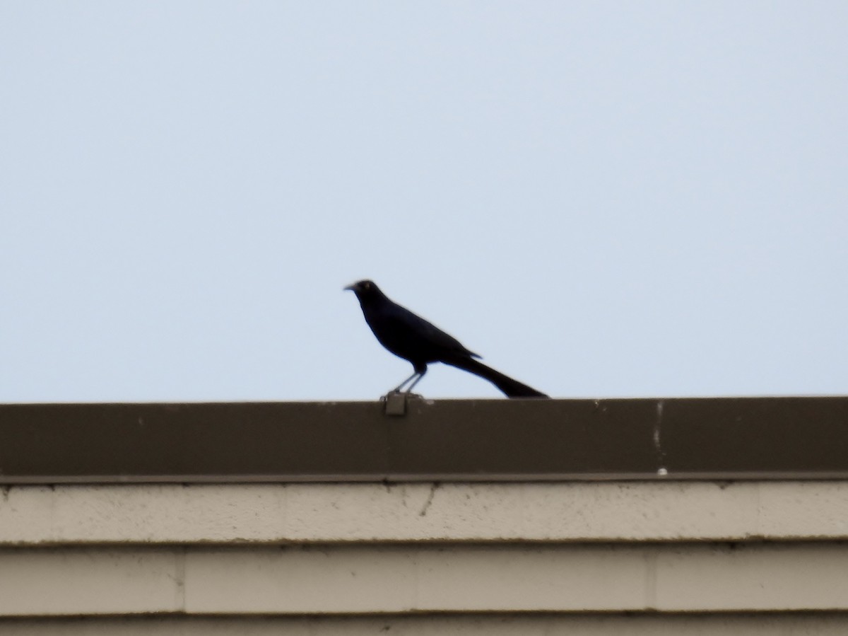 Great-tailed Grackle - ML616899773