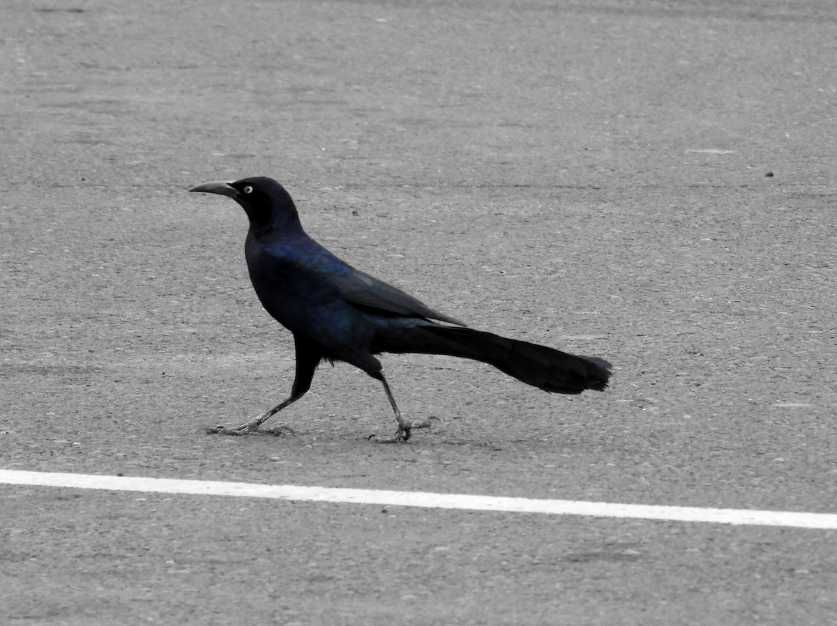 Great-tailed Grackle - ML616899777