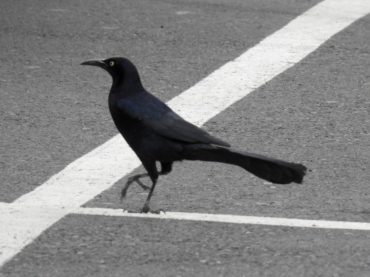 Great-tailed Grackle - ML616899780