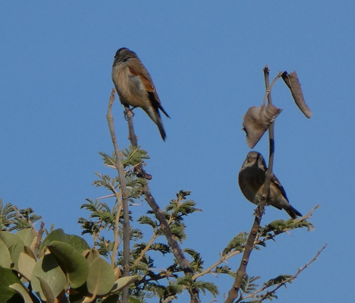 Linotte du Yémen - ML616899814