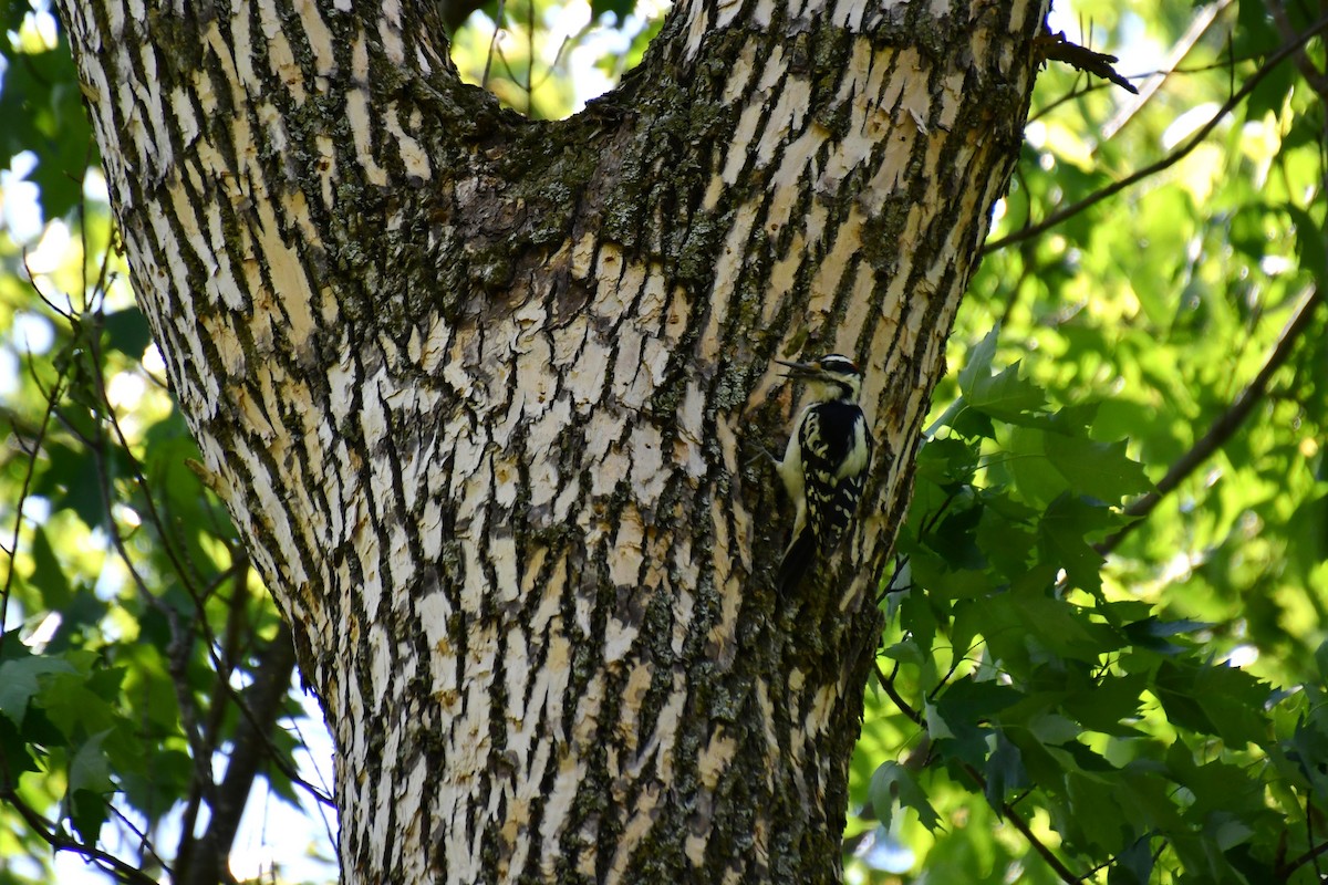 Hairy Woodpecker - ML616899821