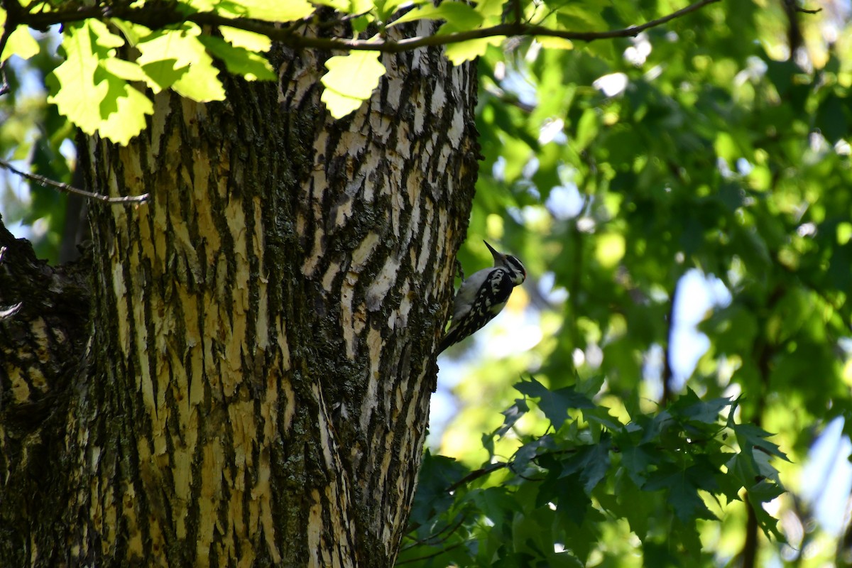 Hairy Woodpecker - ML616899822