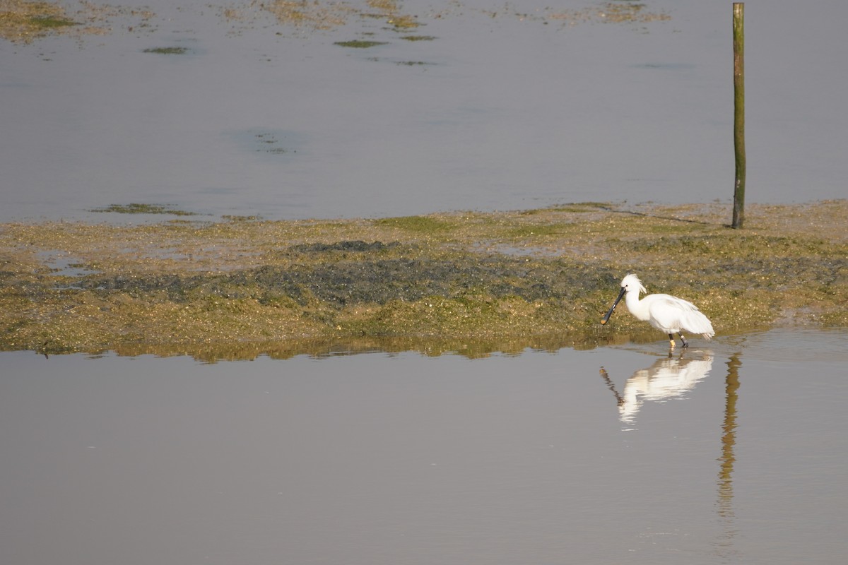 Eurasian Spoonbill - ML616899843