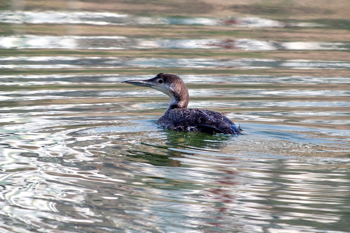 Plongeon huard - ML616899846