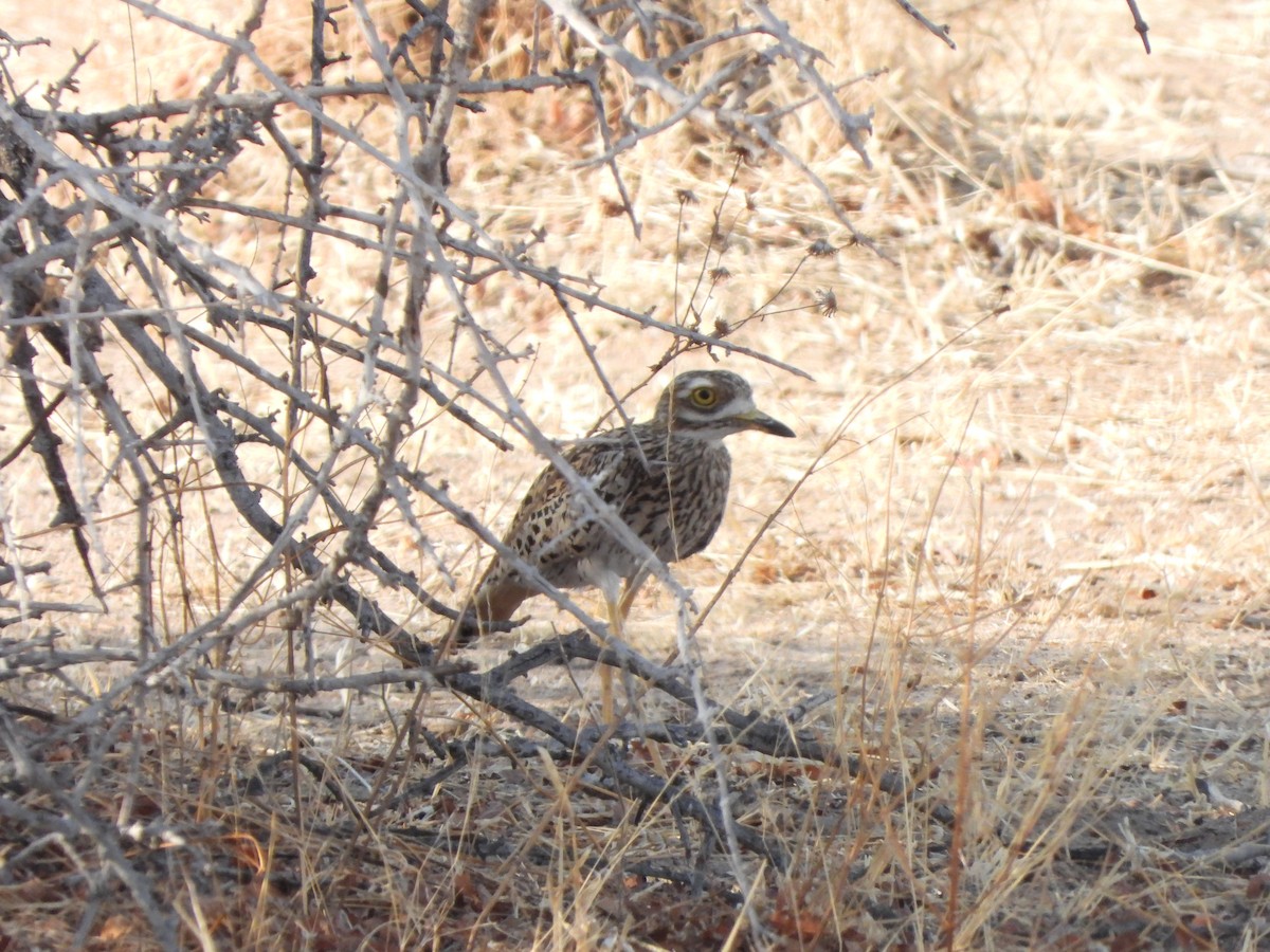 Spotted Thick-knee - ML616899853