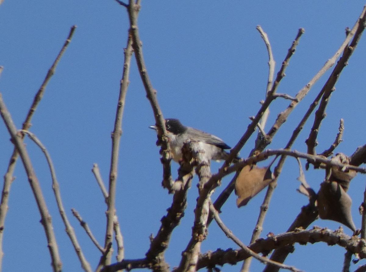 Arabian Warbler - ML616899896