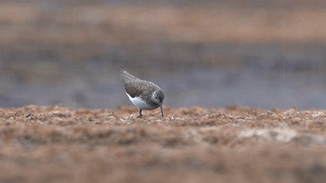 Green Sandpiper - ML616899948