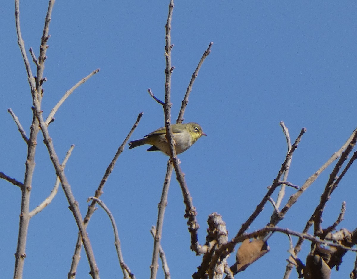 Abyssinian White-eye - ML616899952