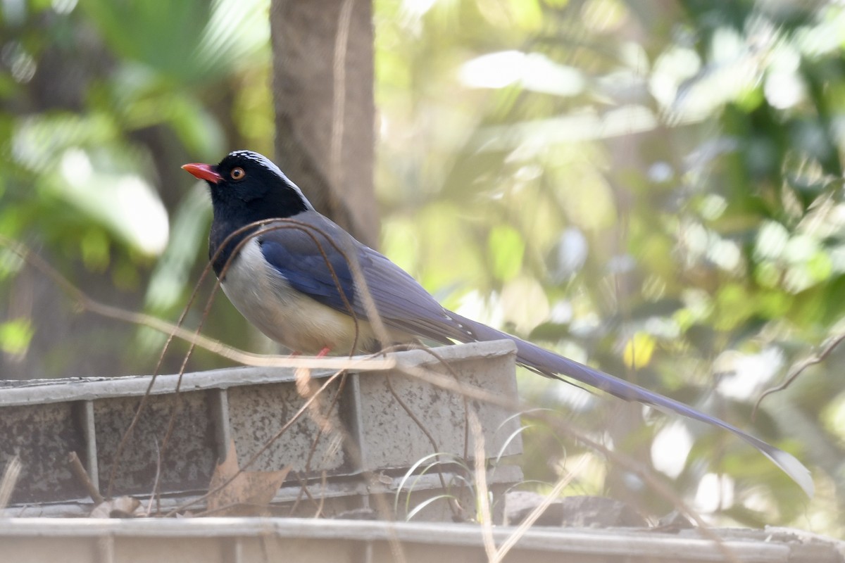 Red-billed Blue-Magpie - ML616900004