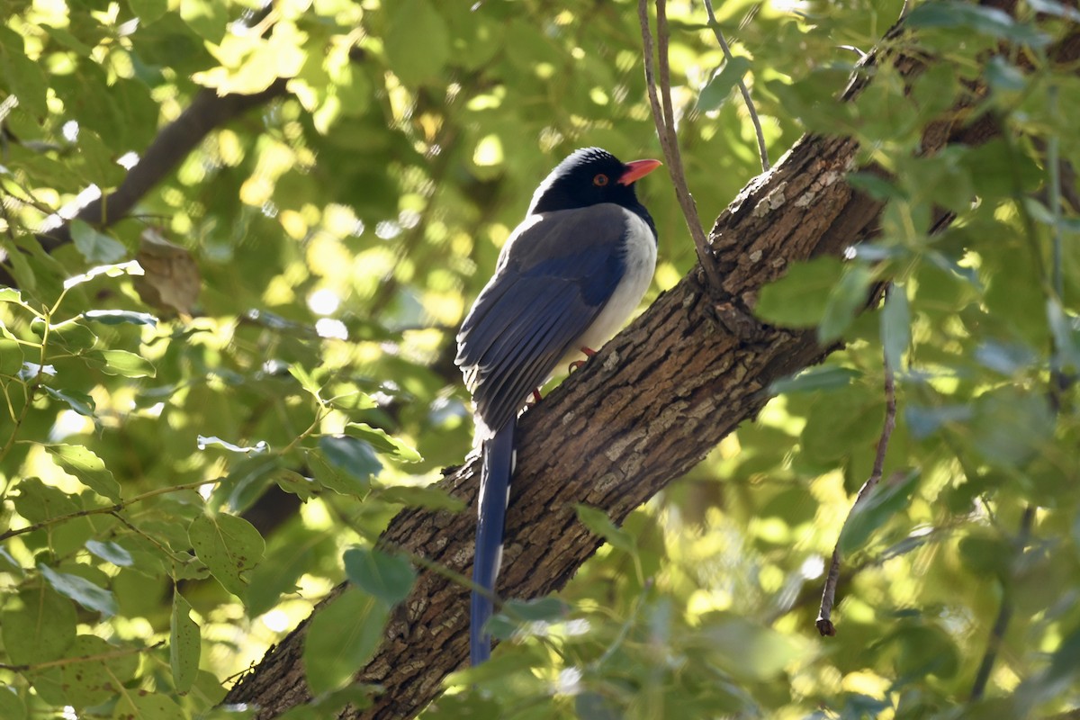 Red-billed Blue-Magpie - ML616900005