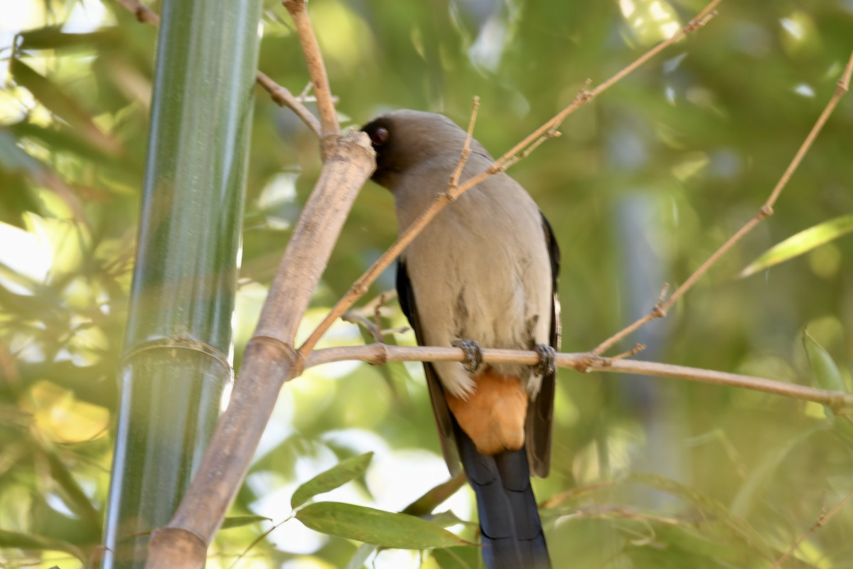 Gray Treepie - ML616900011