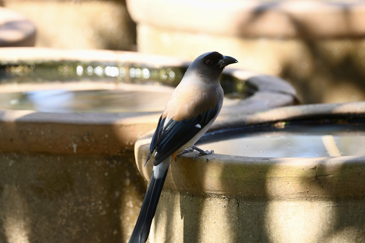 Gray Treepie - ML616900012