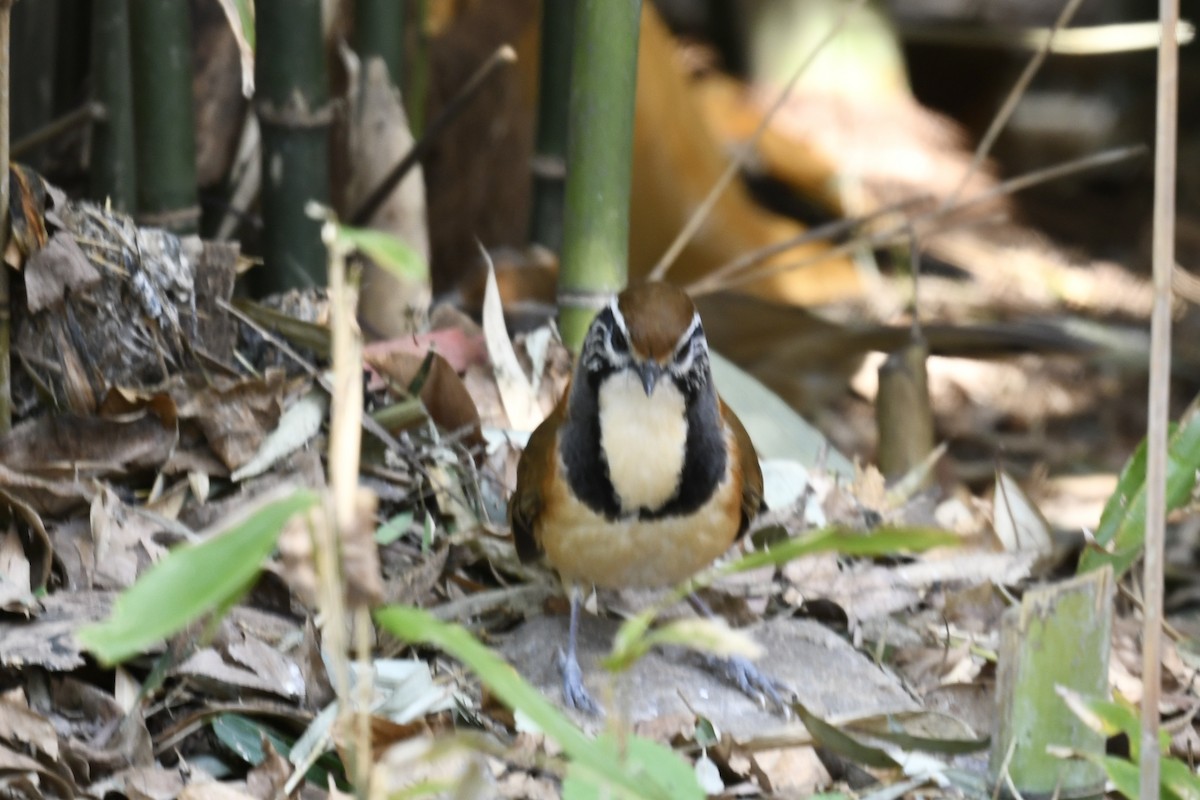 Greater Necklaced Laughingthrush - ML616900020