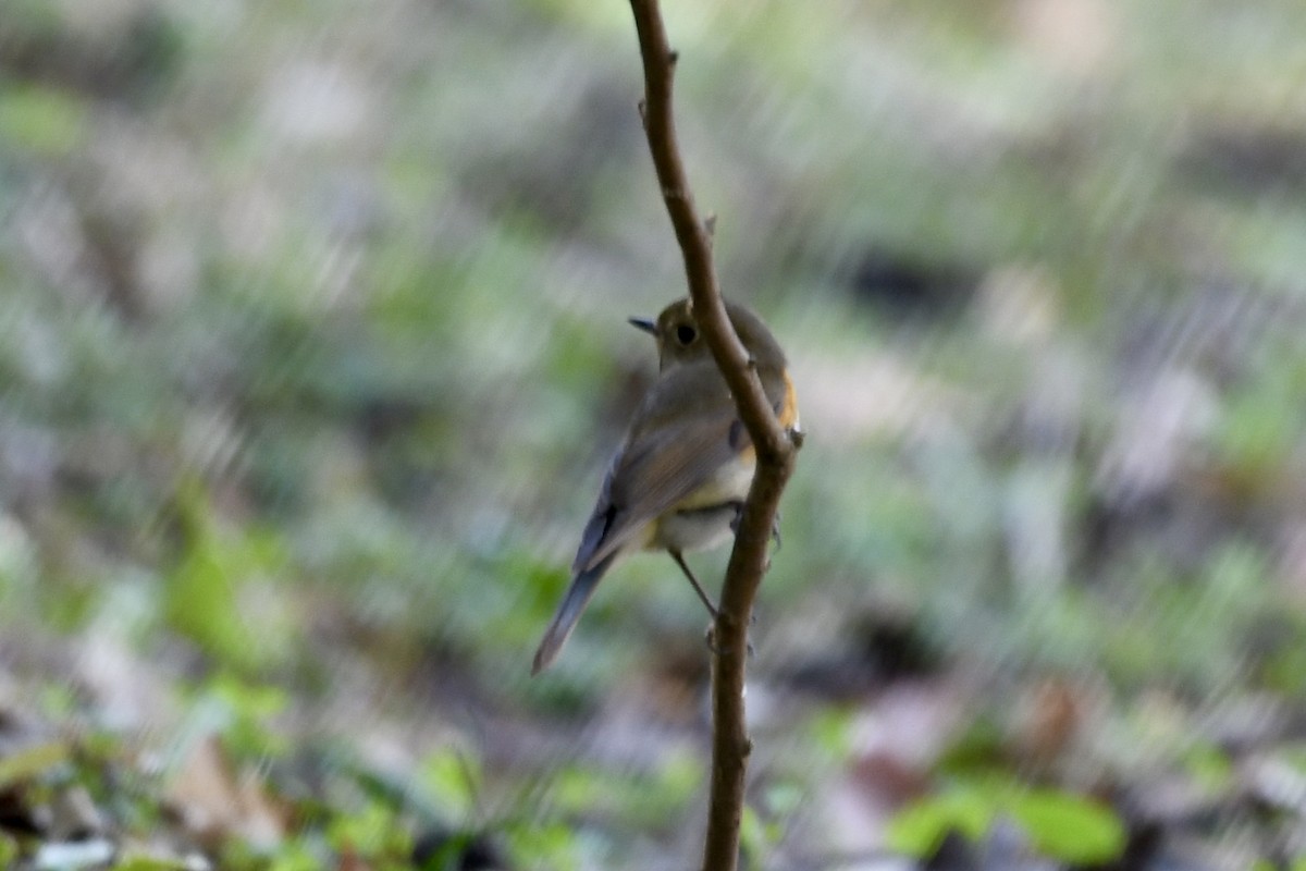 Red-flanked Bluetail - ML616900026