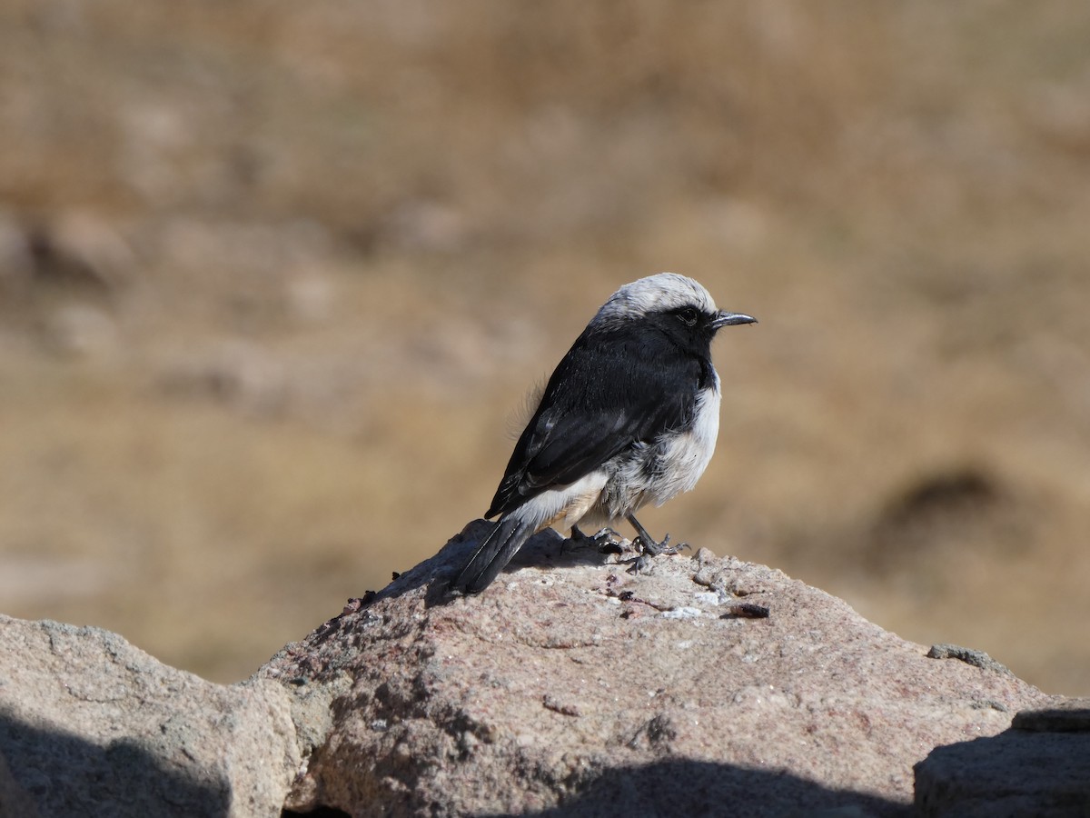 Arabian Wheatear - ML616900109