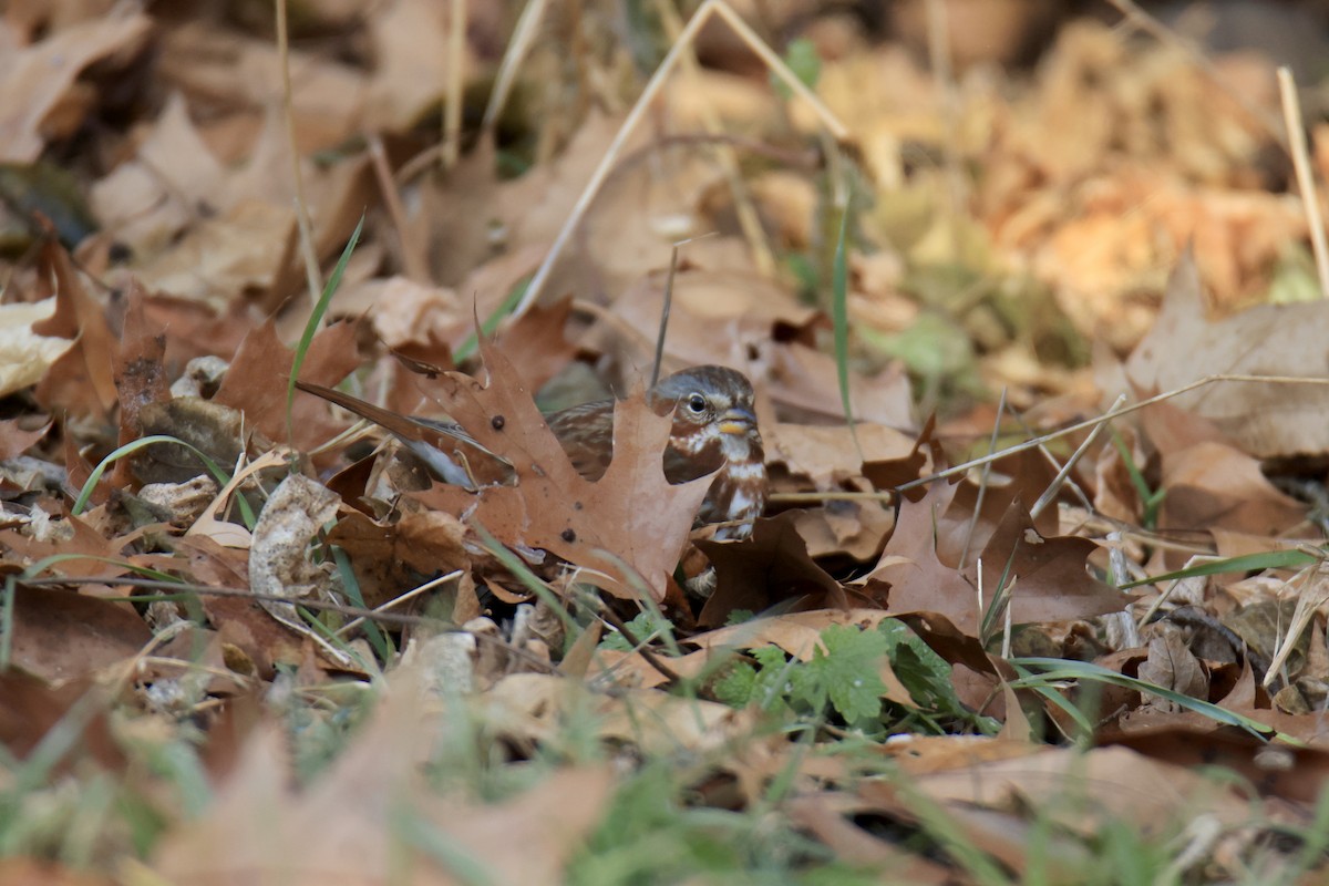 Fox Sparrow - ML616900220