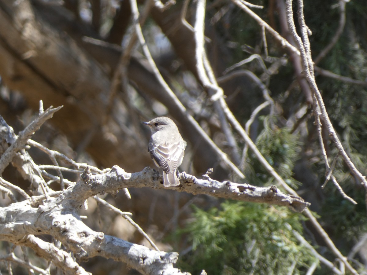 Gambaga Flycatcher - ML616900224