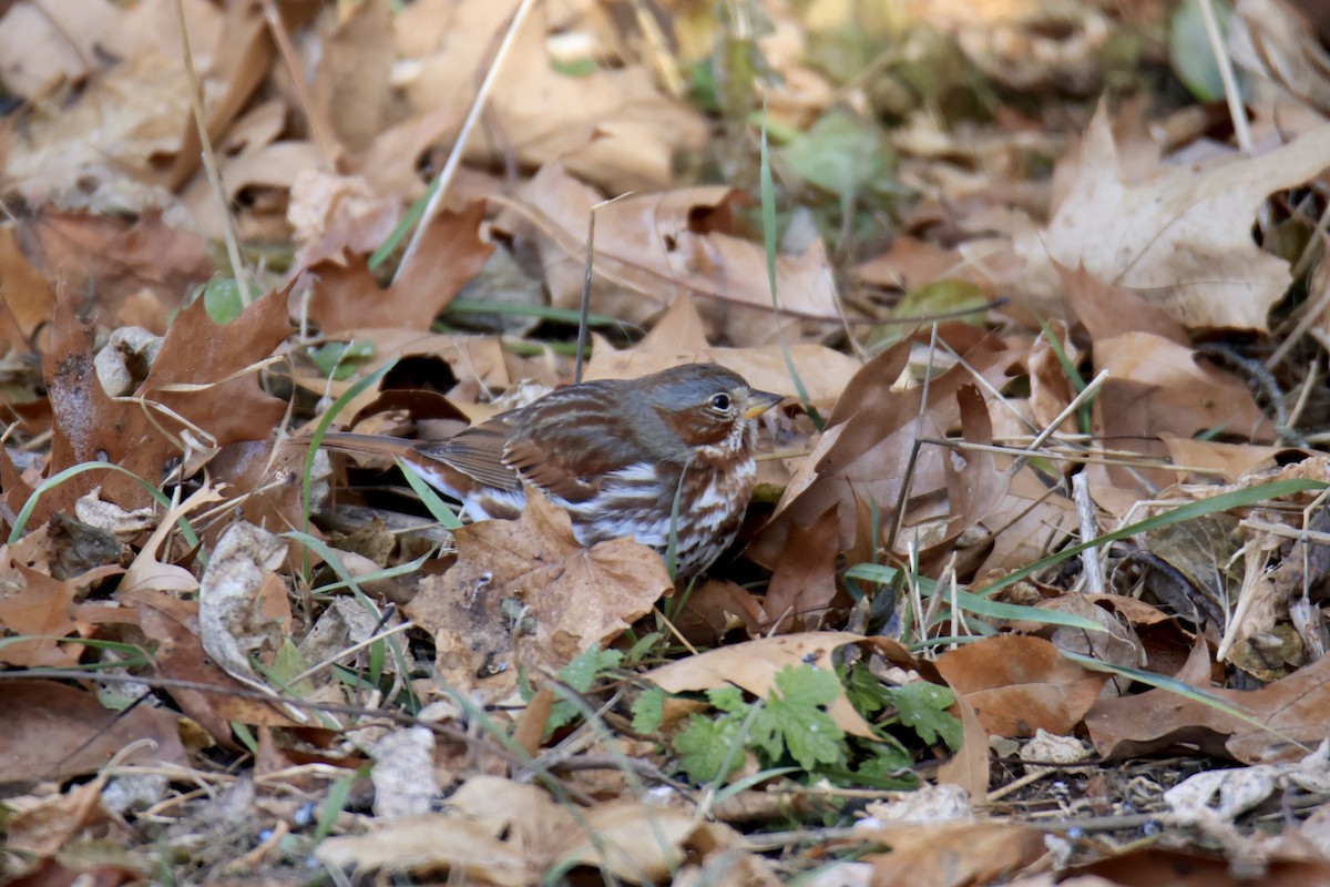 Fox Sparrow - ML616900230